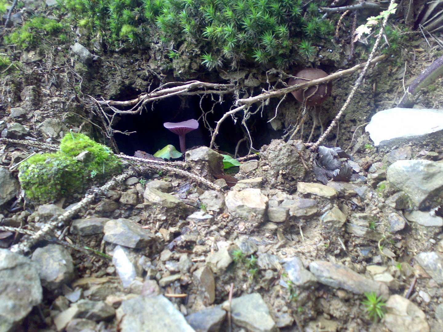 Zwergenhöhle