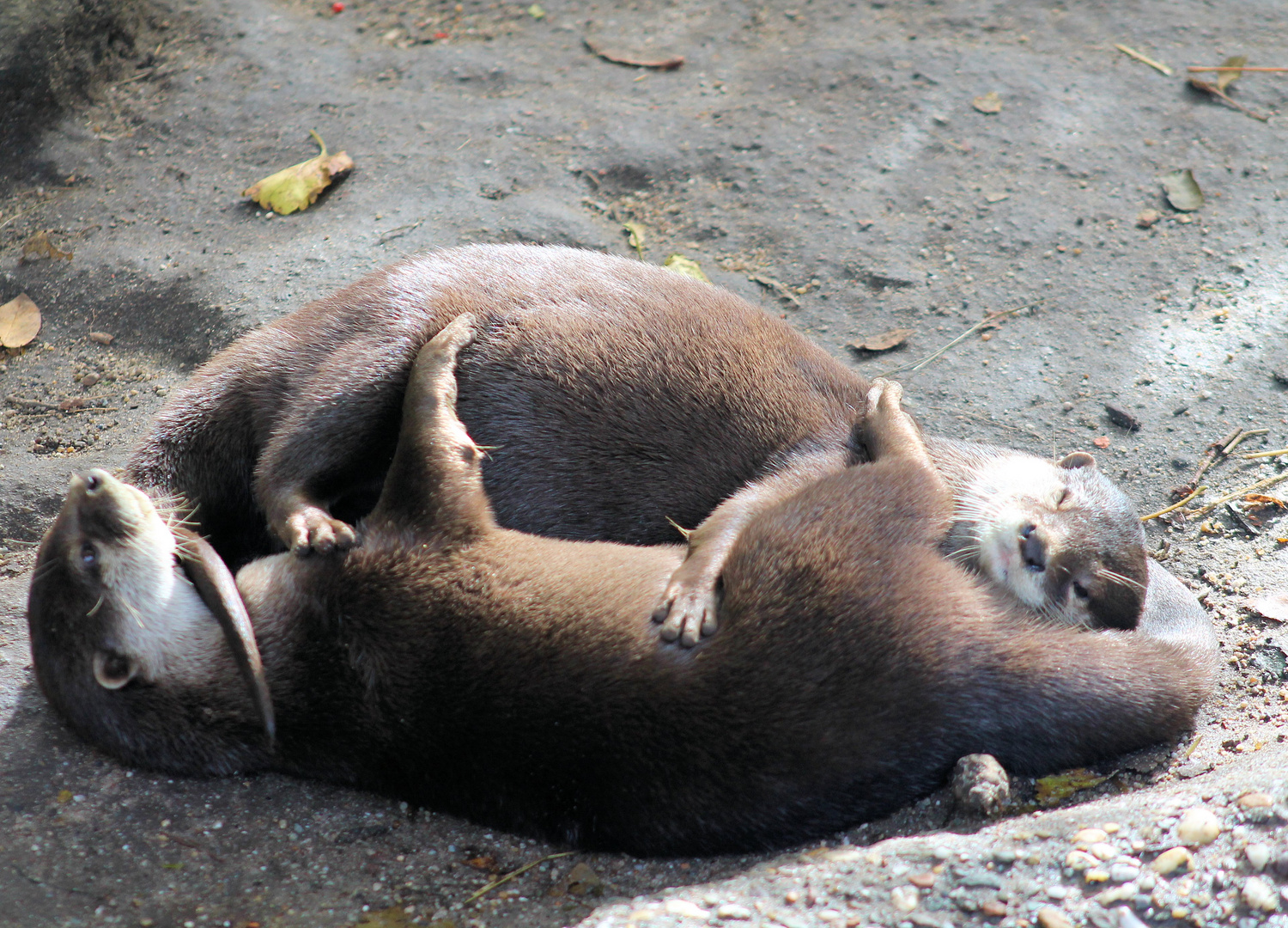 Zwergenotter Liebe