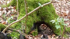 Zwergentunnel im Wald