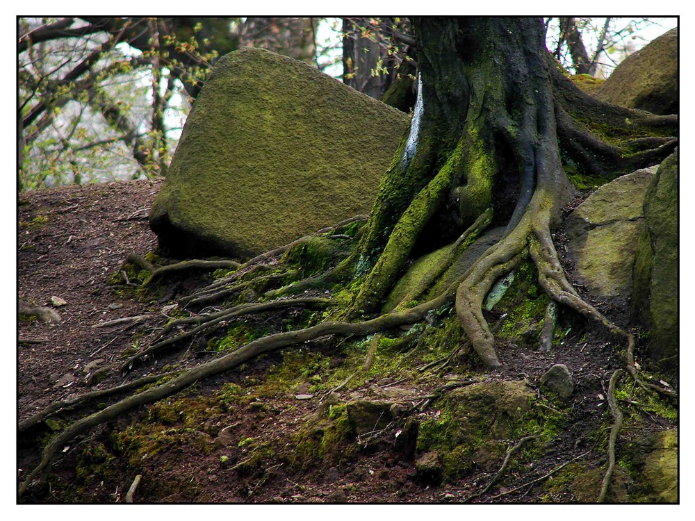 Zwergenversteck