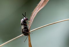 Zwergerzwespe (Eurytoma amygdali) 