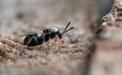 Zwergerzwespe_7130123_6325