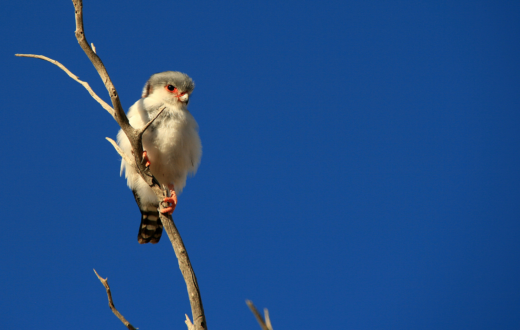 Zwergfalke / Pygmy Falcon