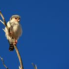 Zwergfalke / Pygmy Falcon