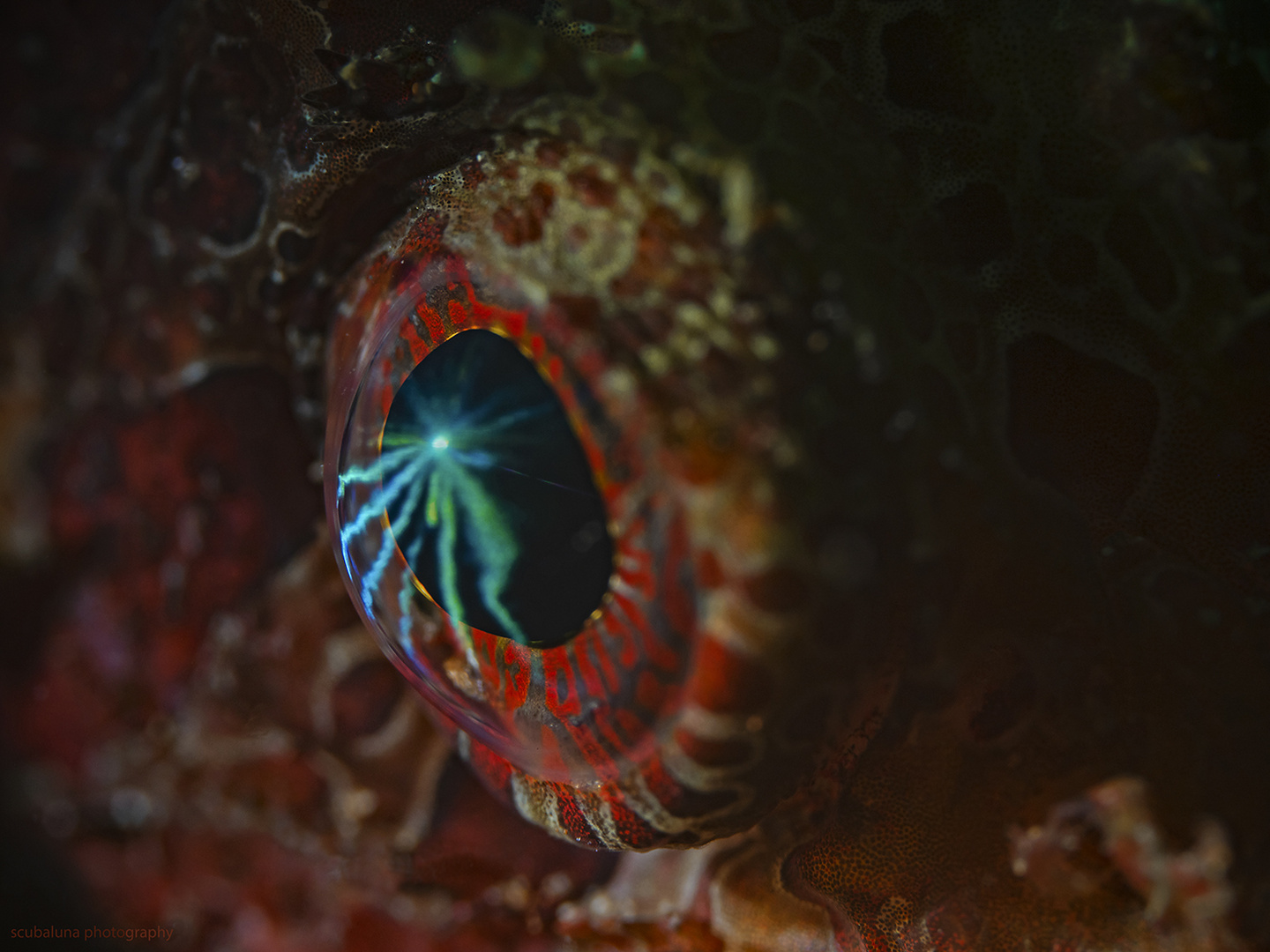 Zwergfeuerfisch Auge