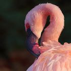 Zwergflamingo