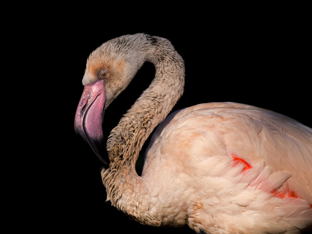 Zwergflamingo