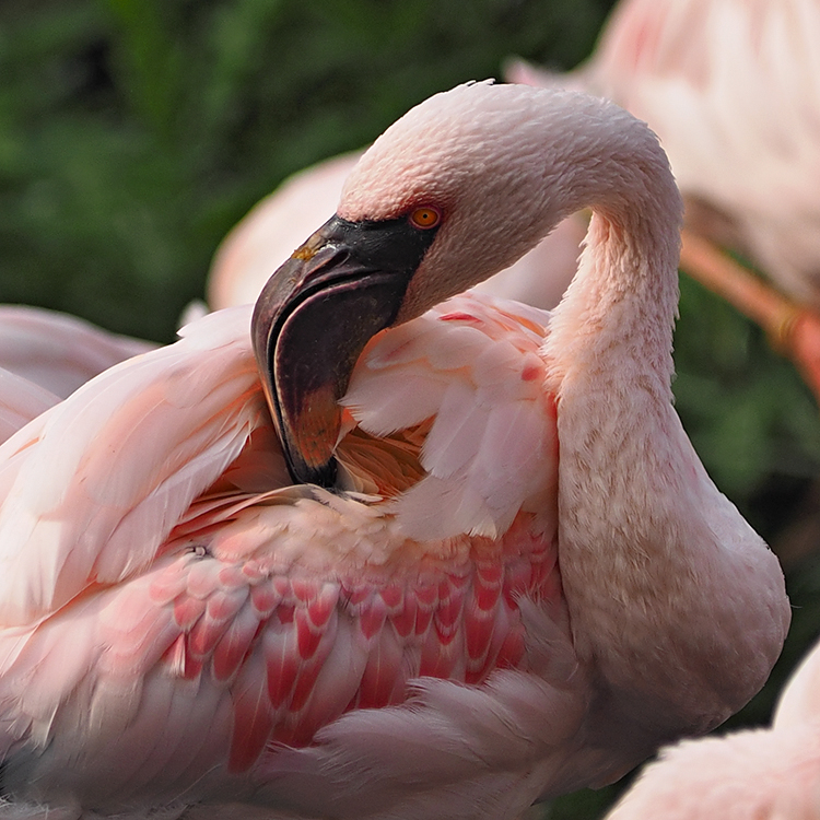 Zwergflamingo