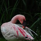 Zwergflamingo