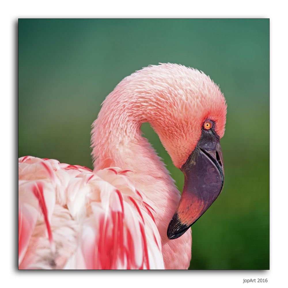 Zwergflamingo...