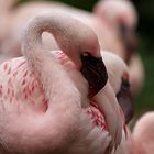 Zwergflamingo...