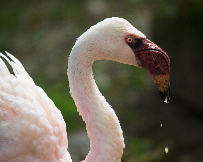 Zwergflamingo