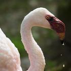 Zwergflamingo