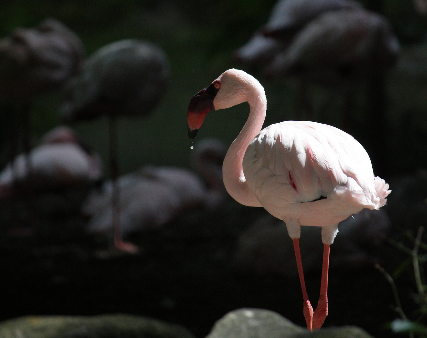 Zwergflamingo