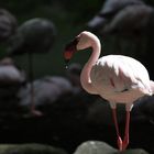 Zwergflamingo