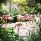 Zwergflamingos