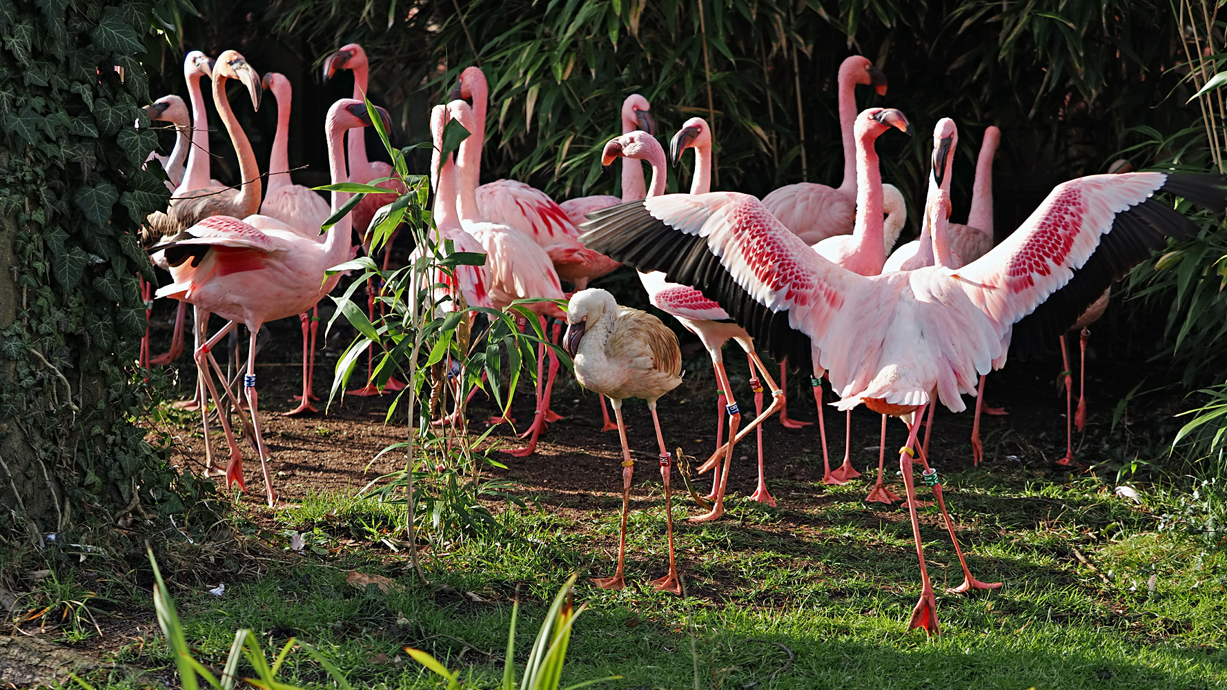 Zwergflamingos...