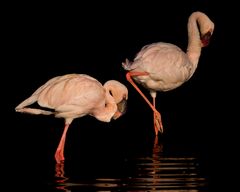 Zwergflamingos