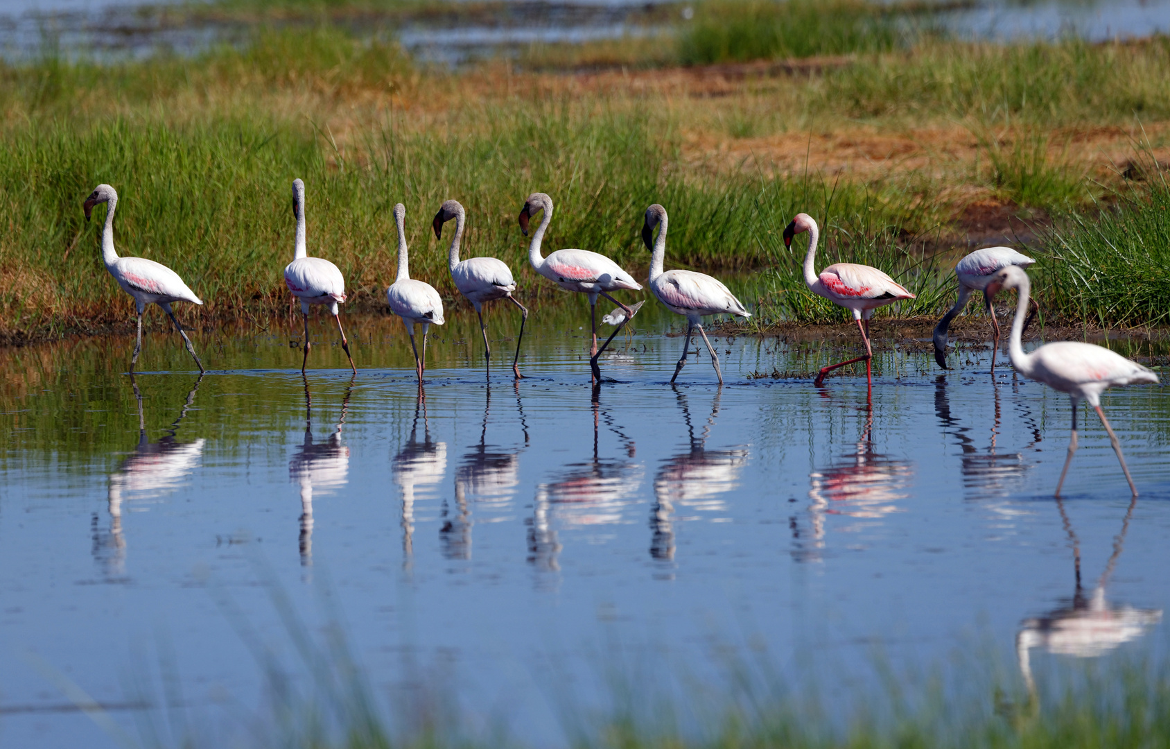 Zwergflamingos