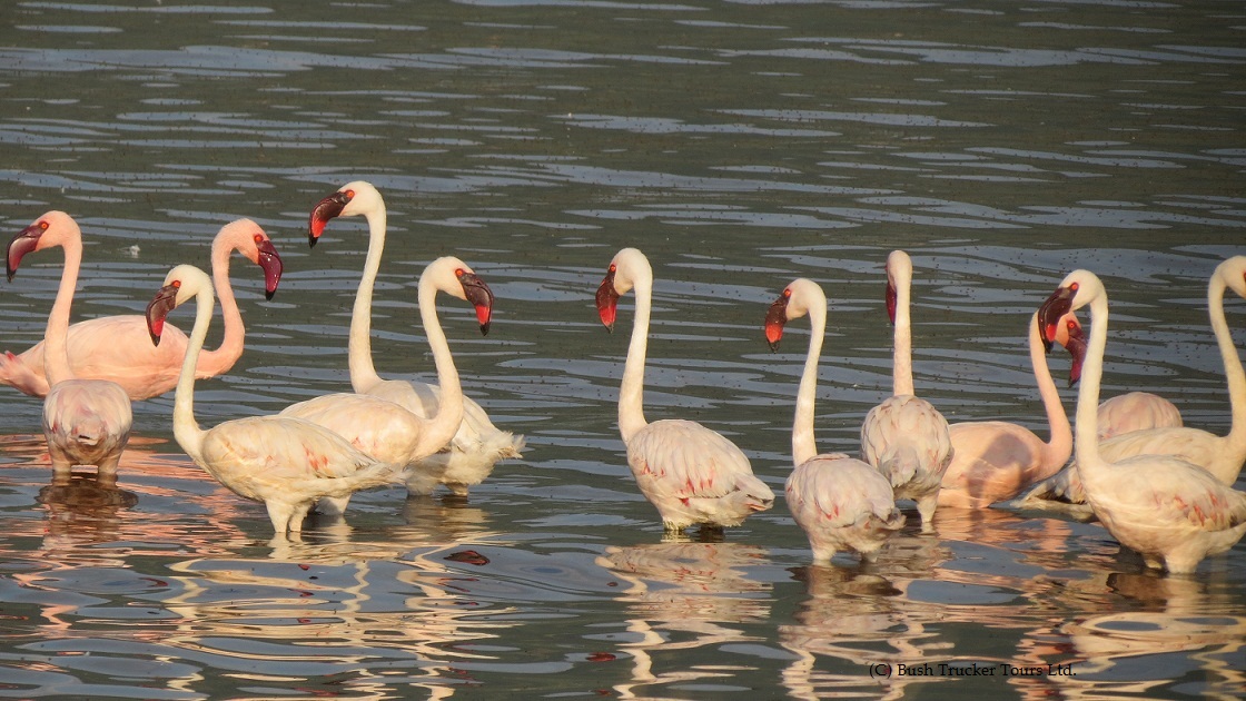 Zwergflamingos am Bogoria See