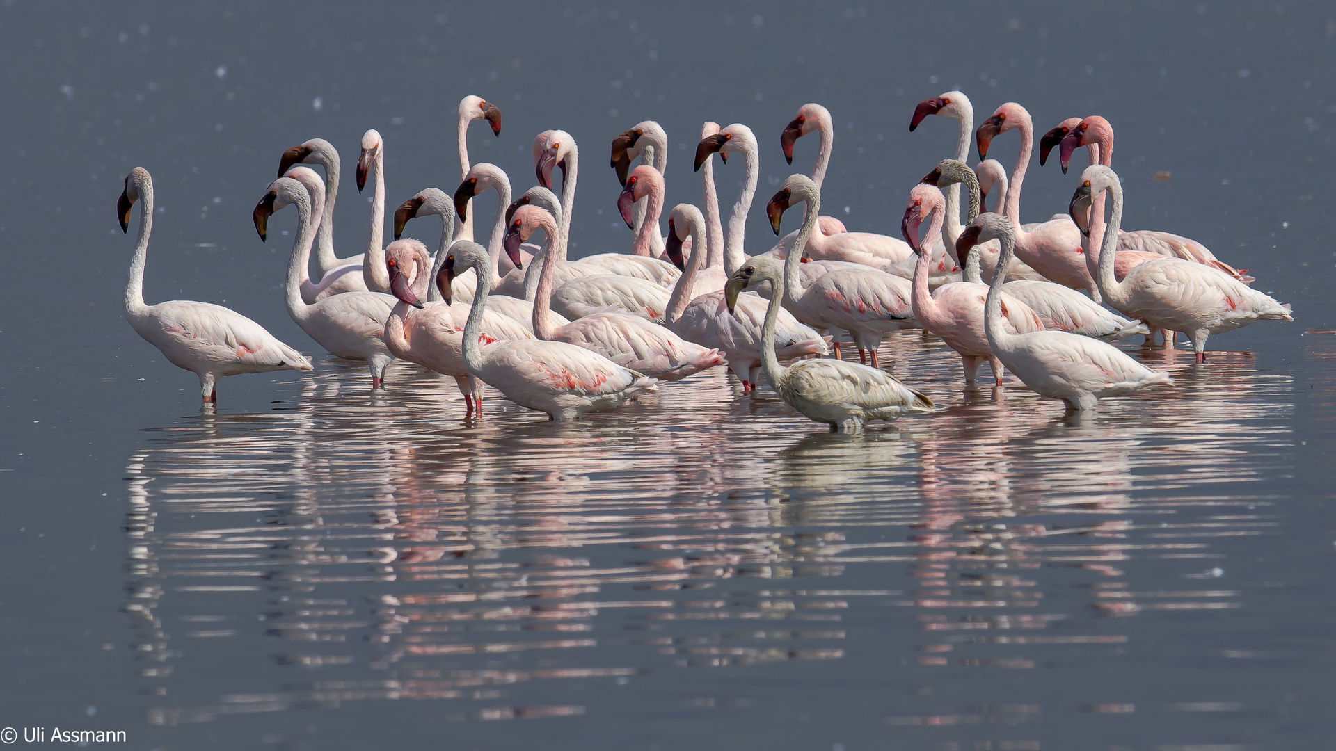 Zwergflamingos am Lake Bogoria