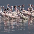 Zwergflamingos am Lake Bogoria