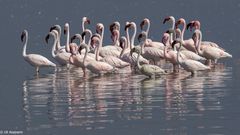 Zwergflamingos am Lake Bogoria