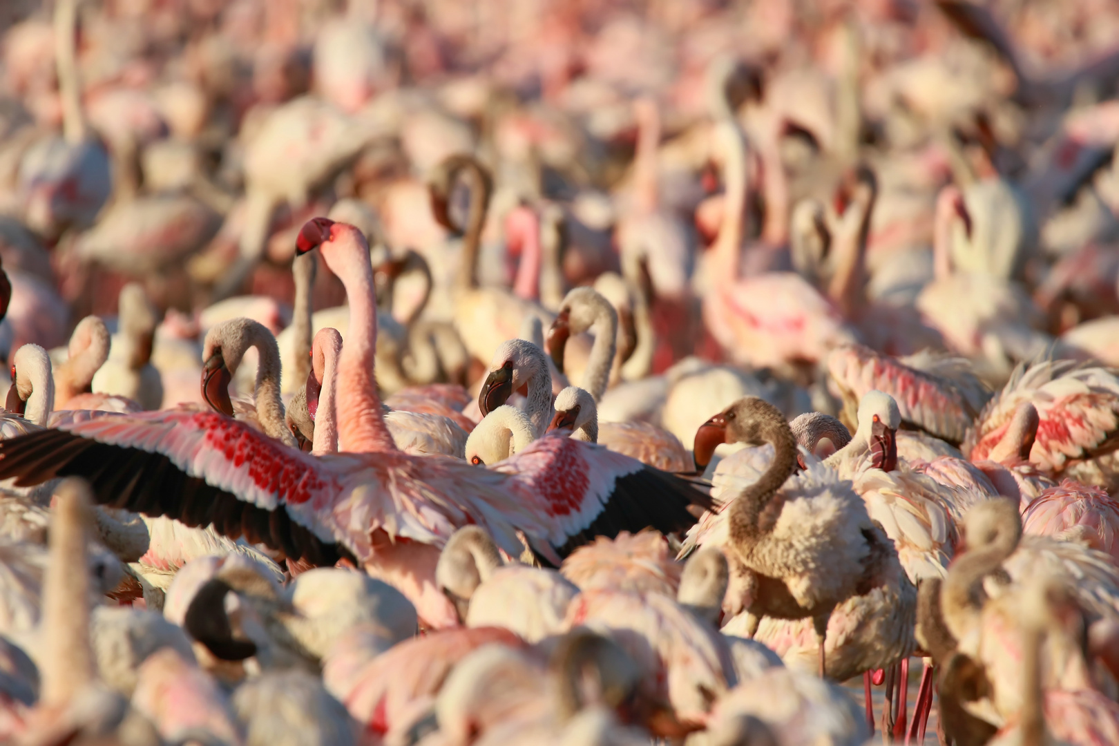 Zwergflamingos am Lake Bogoria..+ Filmchen