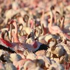 Zwergflamingos am Lake Bogoria..+ Filmchen