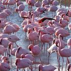 Zwergflamingos