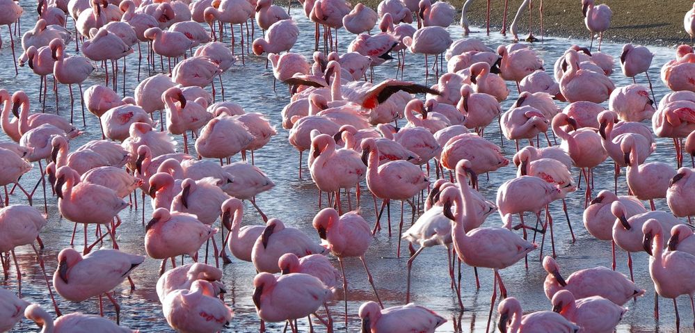 Zwergflamingos