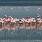 Zwergflamingos