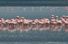 Zwergflamingos