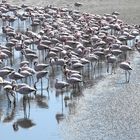 Zwergflamingos im Gegenlicht an der Walvisbay