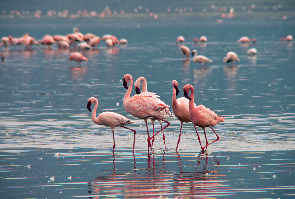 Zwergflamingos im Lake Nakuru Nationalpark, Kenia