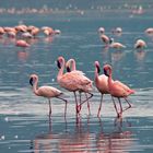 Zwergflamingos im Lake Nakuru Nationalpark, Kenia