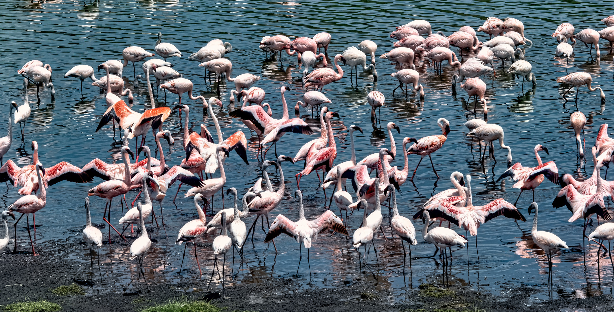 Zwergflamingos im Salzwassersee