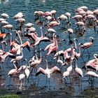 Zwergflamingos im Salzwassersee