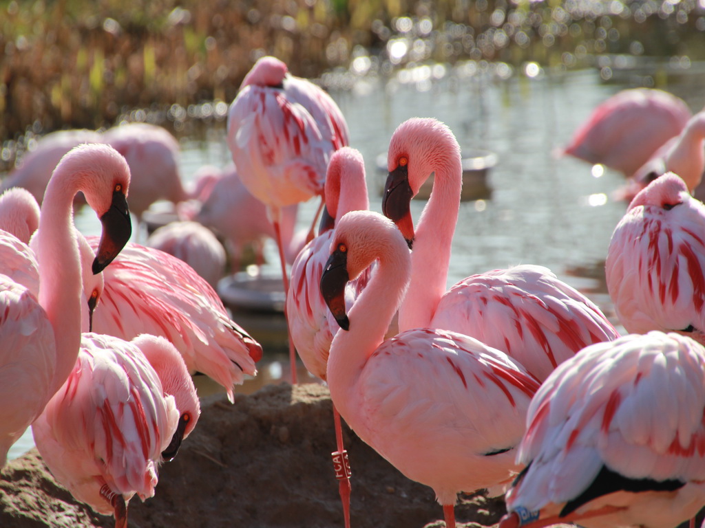 Zwergflamingos im Zoo Leipzig