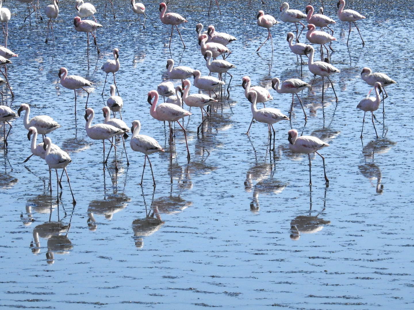 Zwergflamingos spiegeln sich in der Walvisbay / Namibia