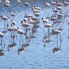 Zwergflamingos spiegeln sich in der Walvisbay / Namibia