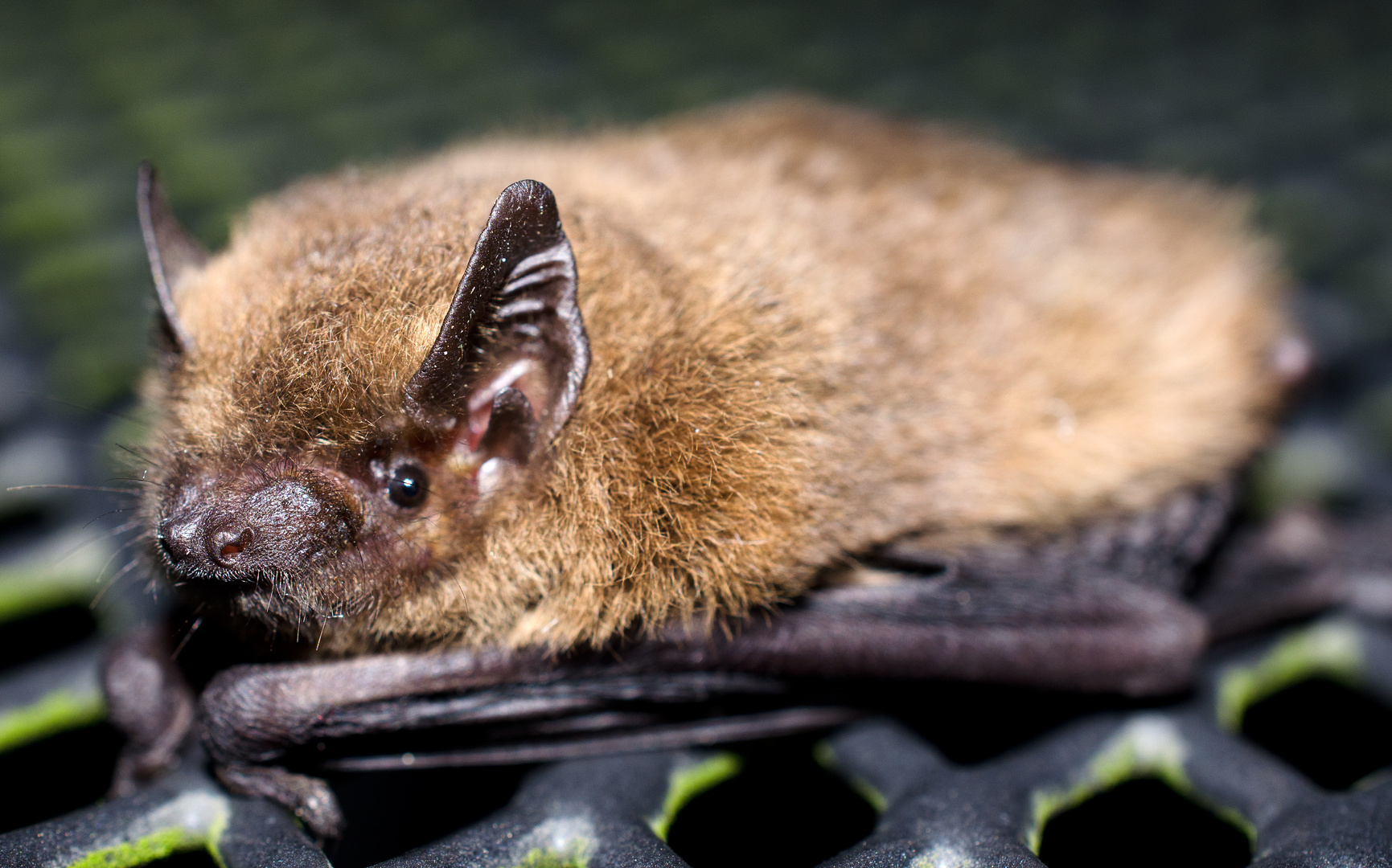 Zwergfledermaus als spätabendlicher Besucher