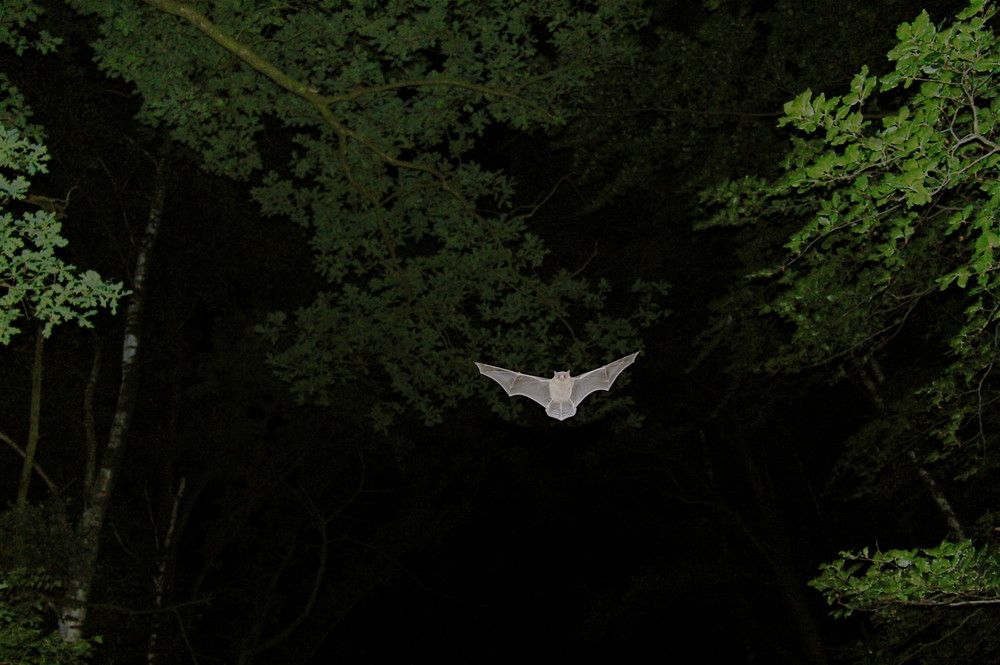 Zwergfledermaus im Flug