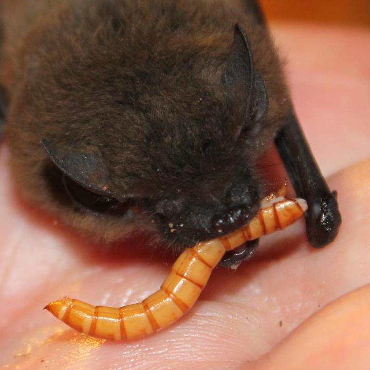 Zwergfledermaus (Pipistrellus pipistrellus)