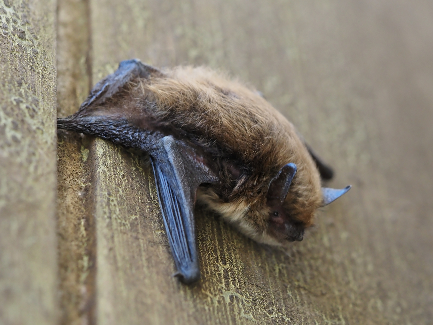 Zwergfledermaus, Pipistrellus pipistrellus P4140006