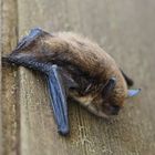 Zwergfledermaus, Pipistrellus pipistrellus P4140006