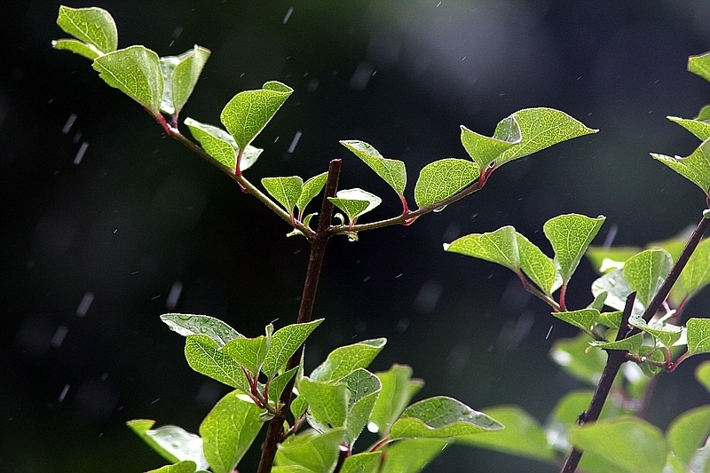 Zwergfliederhochstämmchen im Regen