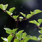 Zwergfliederhochstämmchen im Regen