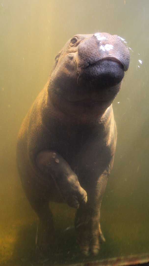 Zwergflußpferd im Leipziger Zoo 