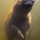 Zwergflußpferd im Leipziger Zoo 